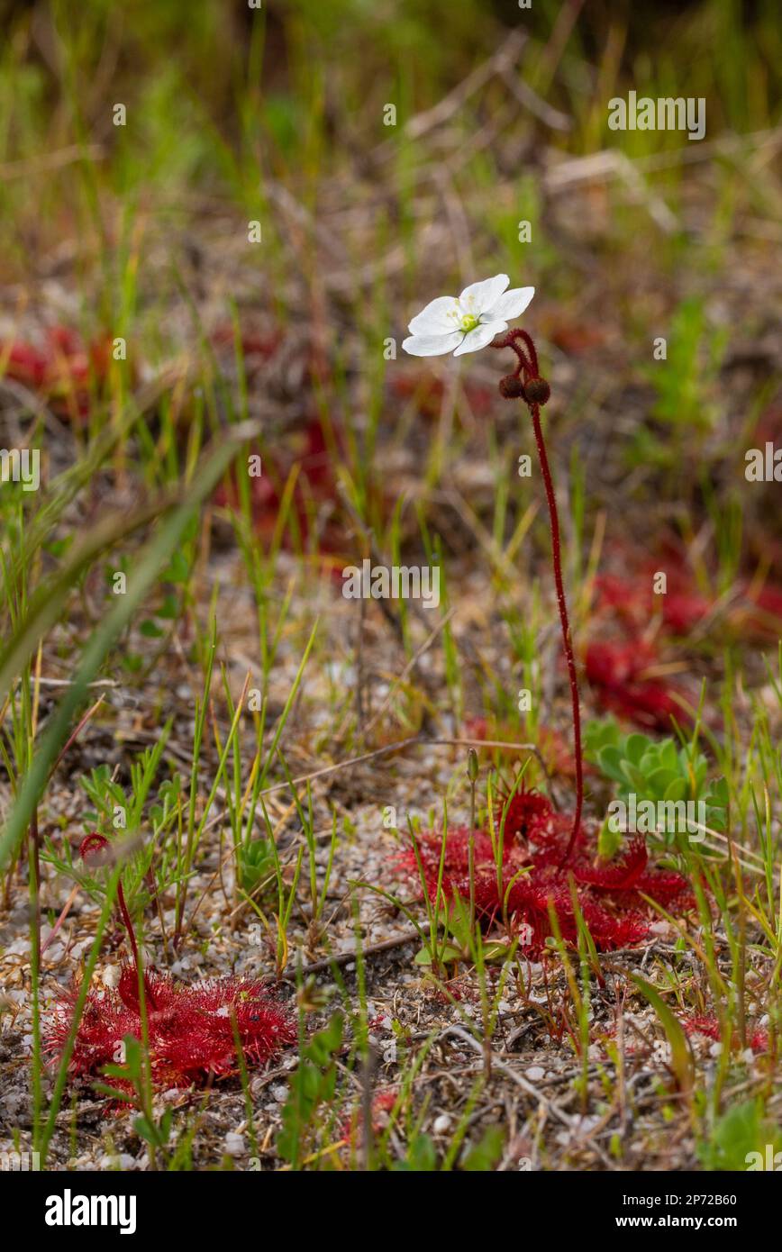white flowering plant of Drosera trinervia in the Bain's Kloof Stock Photo