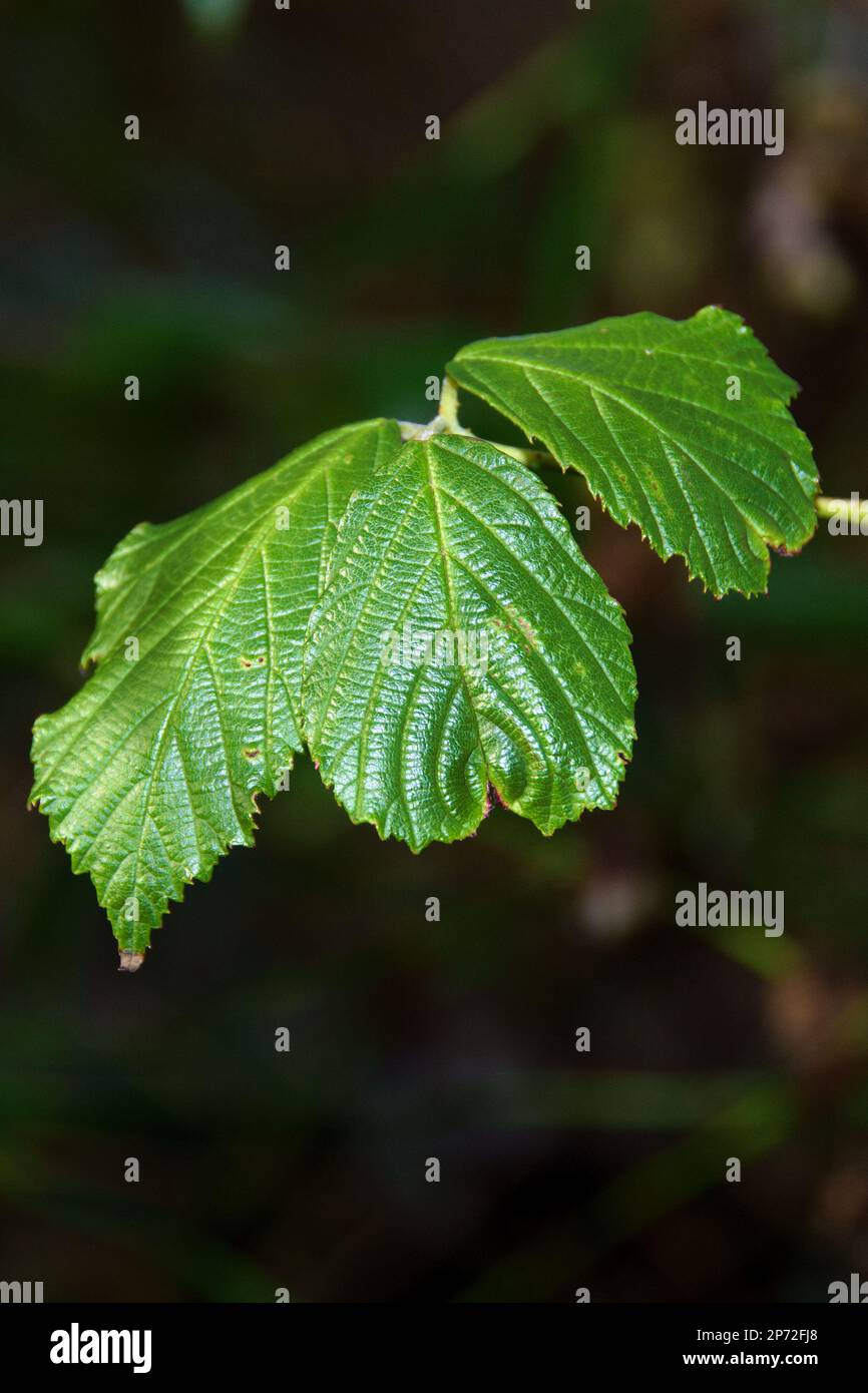 Leaves on a stem hi-res stock photography and images - Alamy