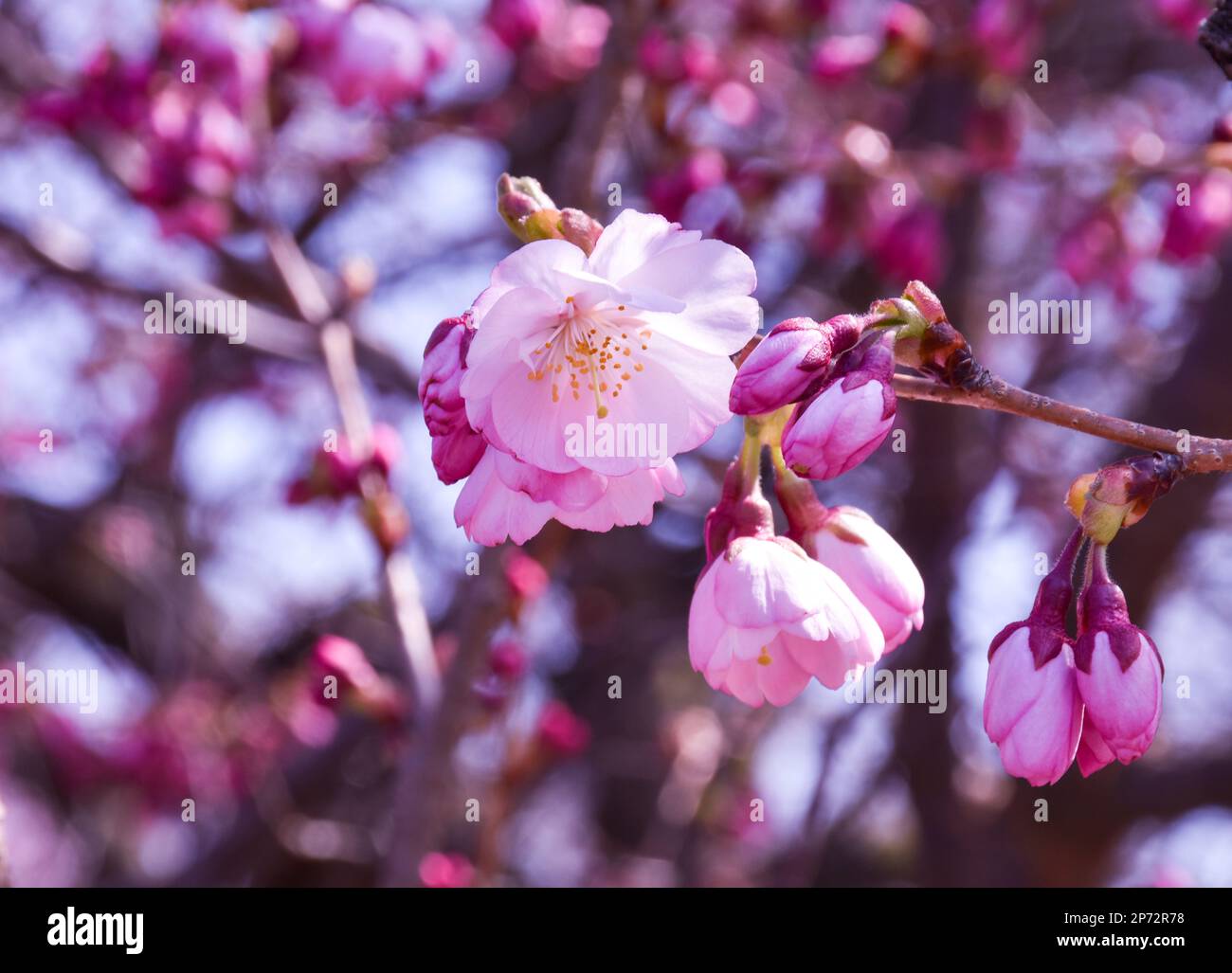 Branch Brook Park's cherry blossom. The park's cherry blossom tree