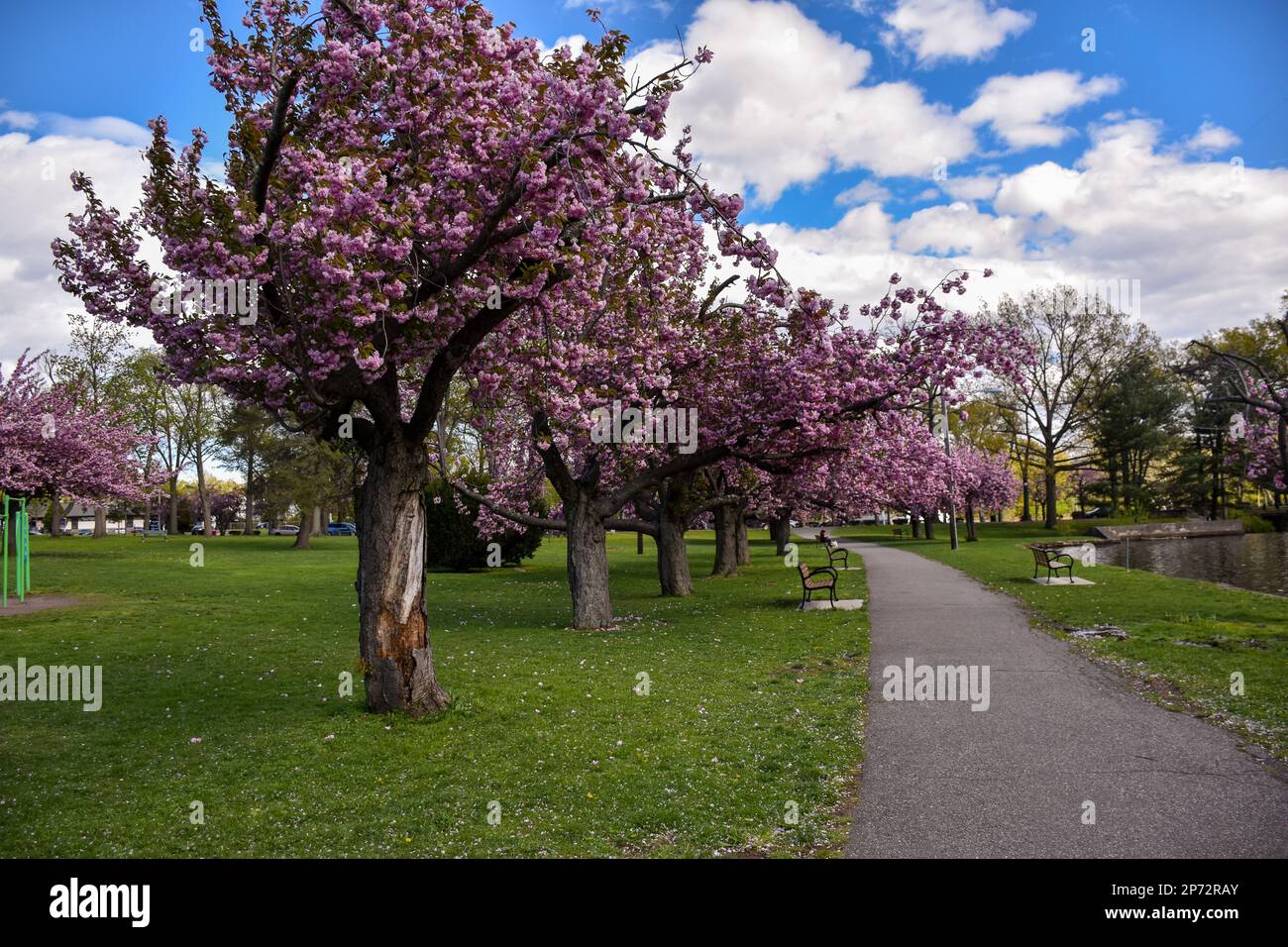Branch Brook Park's cherry blossom. The park's cherry blossom tree