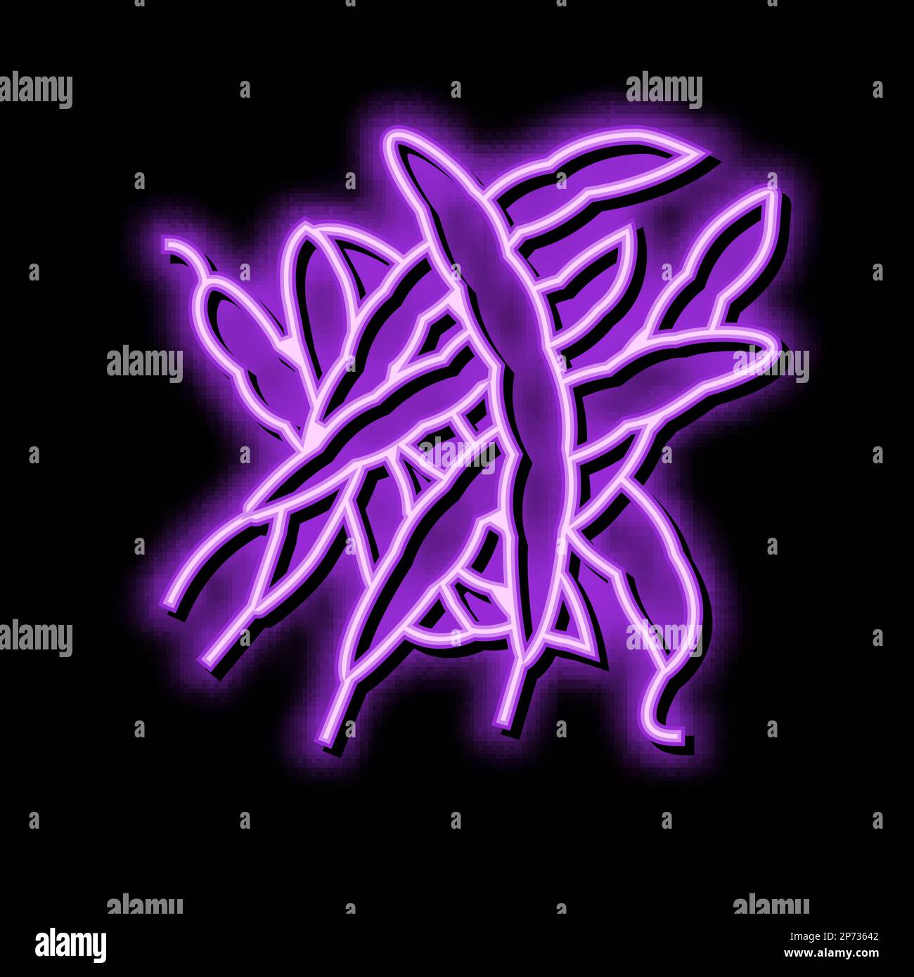 green bean natural color icon vector illustration Stock Vector Image