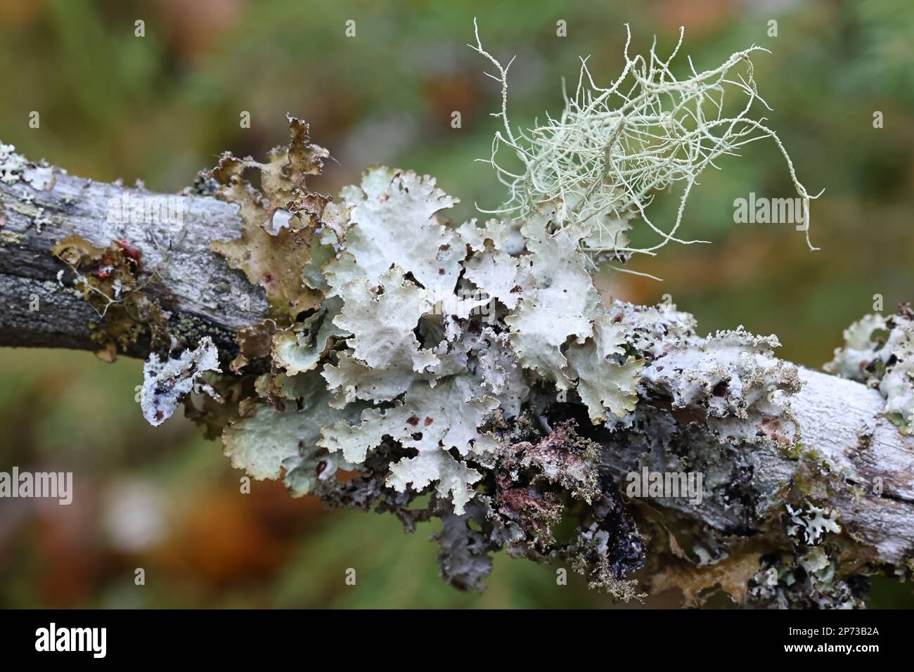 Epiphytic lichens growing on spruce in Finland:  Usnea filipendula, Platismatia glauca and Tuckermannopsis chlorophylla Stock Photo