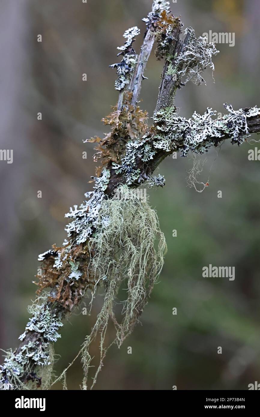 Epiphytic lichens growing on spruce in Finland:  Usnea filipendula, Hypogymnia physodes and Tuckermannopsis chlorophylla Stock Photo