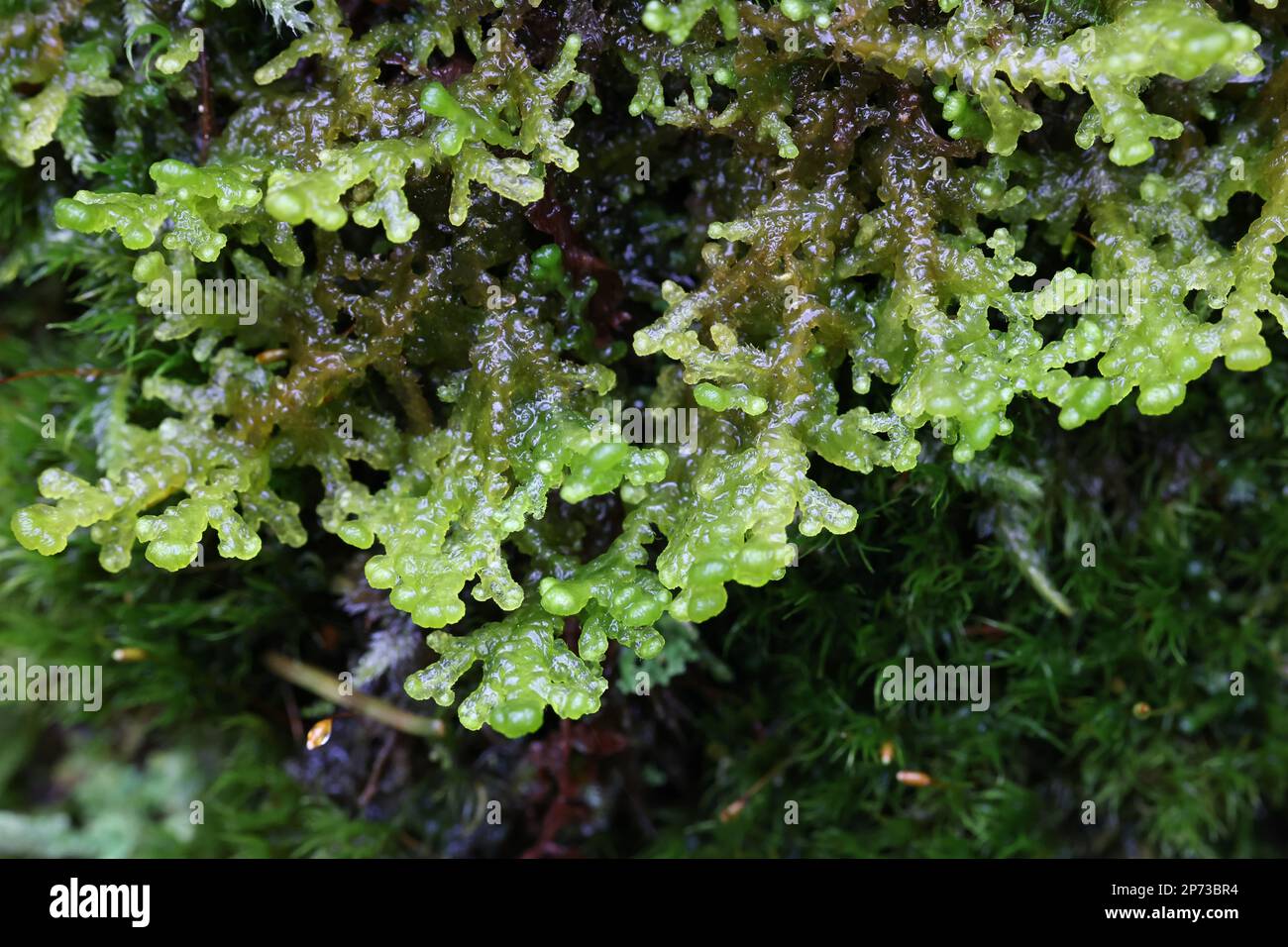Ptilidium ciliare, commonly known as ciliated fringewort or northern naugehyde liverwort Stock Photo