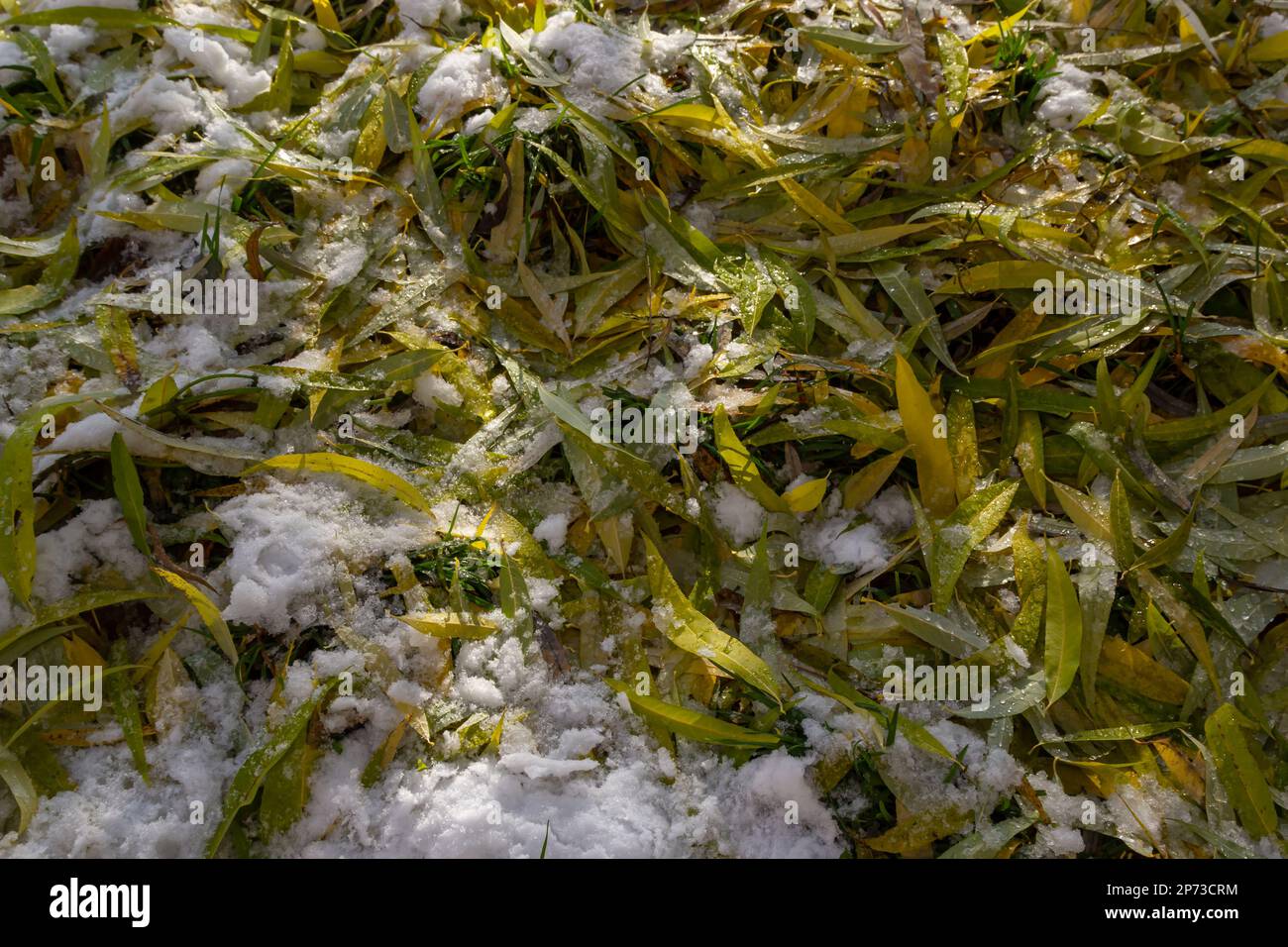 Snow-covered withered leaves on the ground in early winter. Stock Photo
