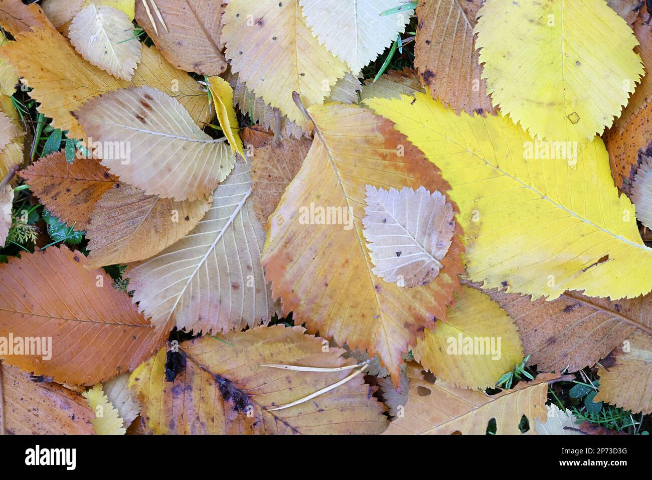 Colorful fallen leaves of elm tree Stock Photo