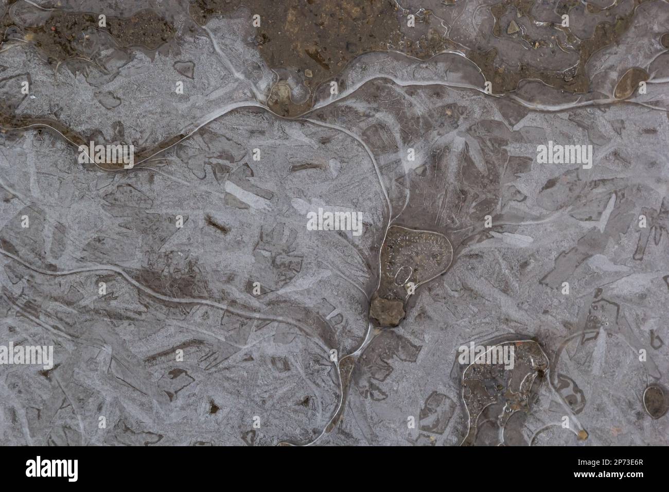 beautifully frozen water in a puddle. air bubbles inside the ice. frozen mud. Stock Photo