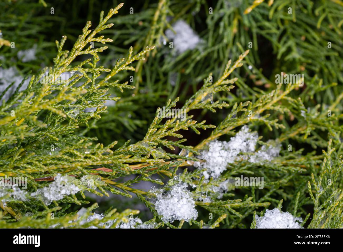 beautiful snow-covered green thuja branches. Green plant winter background. Stock Photo