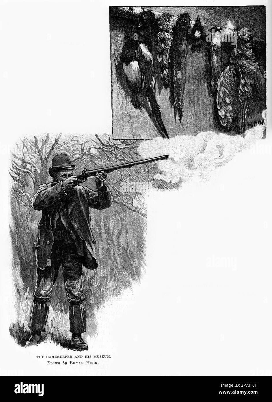 Engraving of a man hunting pheasants, circa 1880 Stock Photo