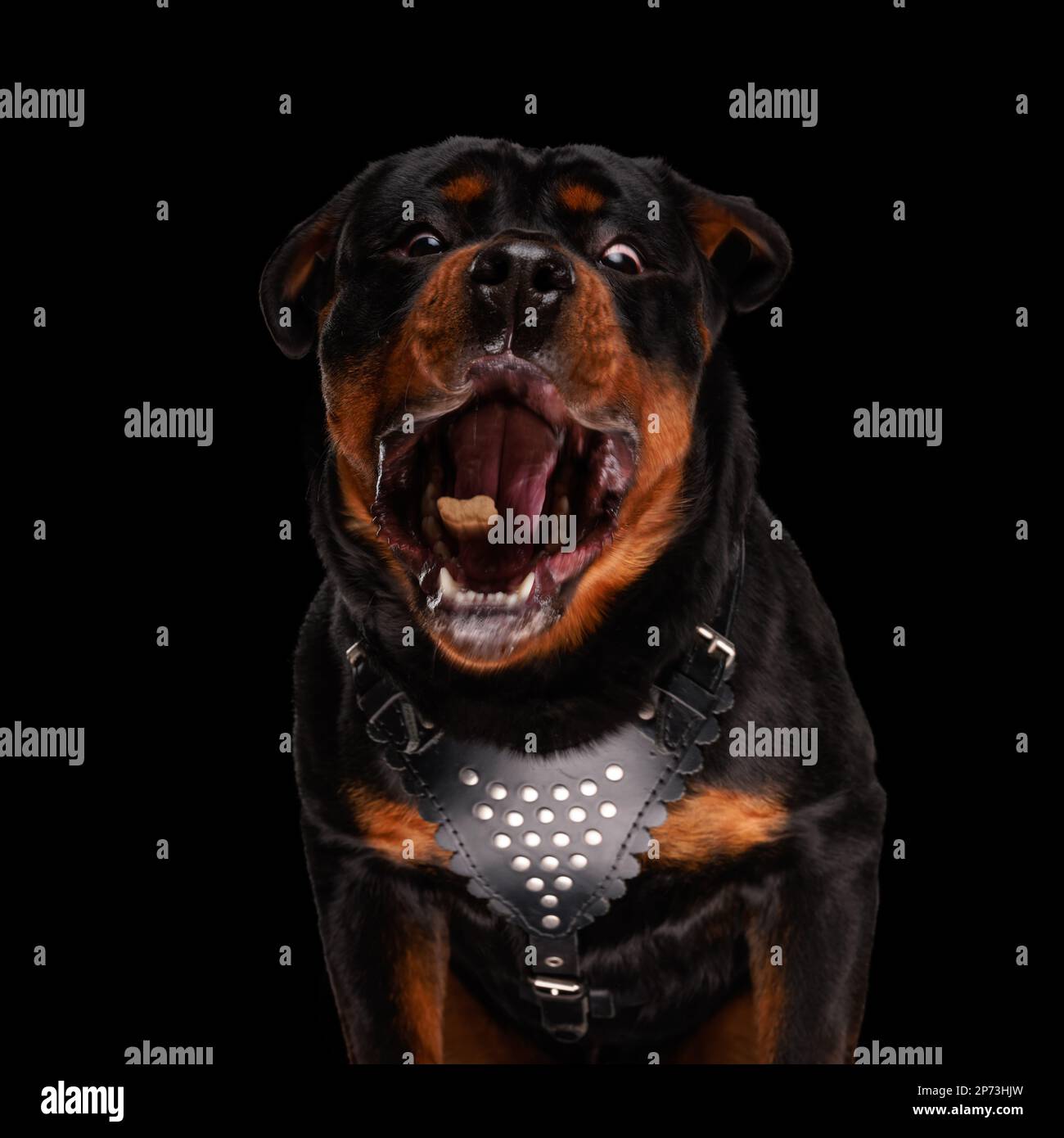 hungry rottweiler dog craving and catching food in a desperate way