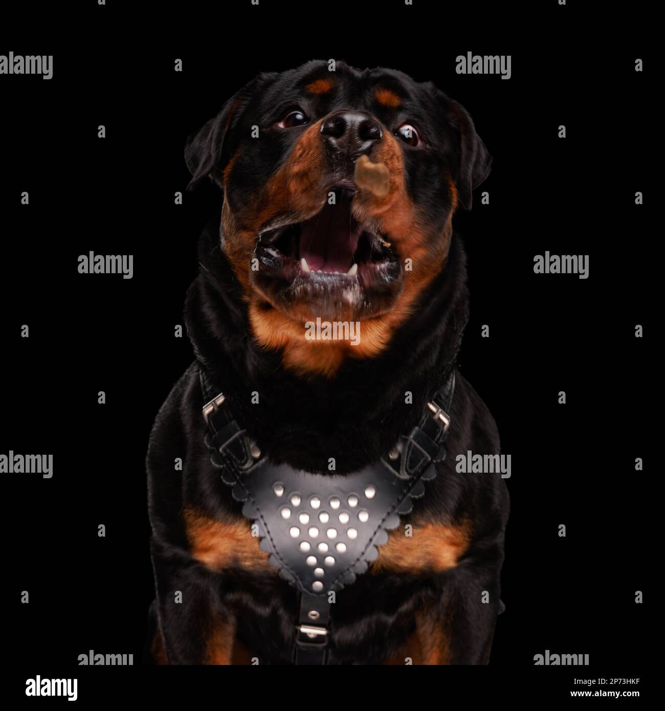 funny rottweiler dog being desperate and in great need of food despairing on black background Stock Photo