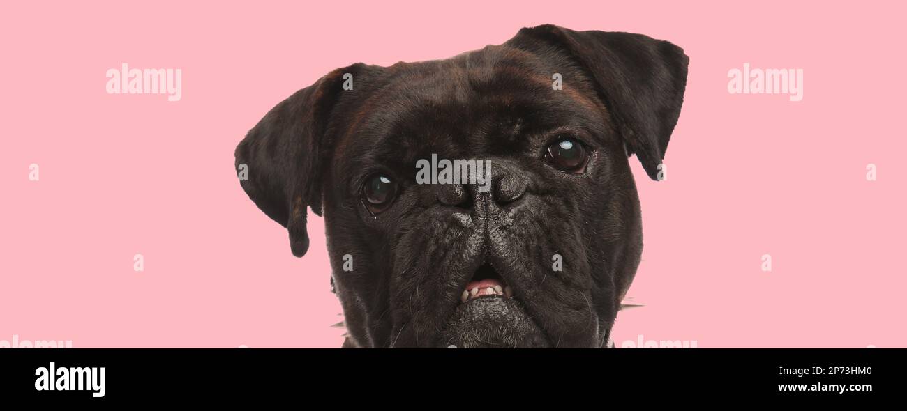 Picture of adorable boxer dog showing his teeth in an animal themed
