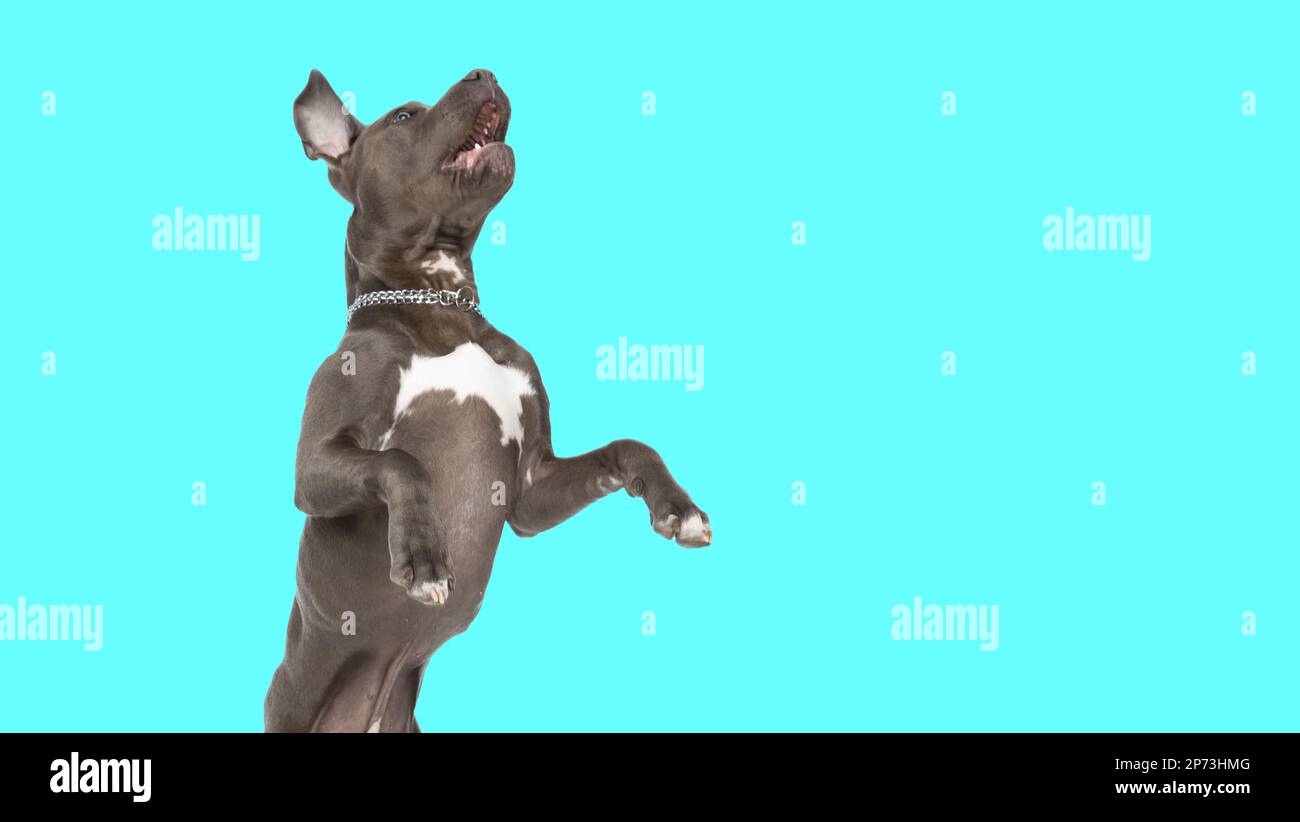 Picture of adorable amstaff dog standing on hind legs and barking in an