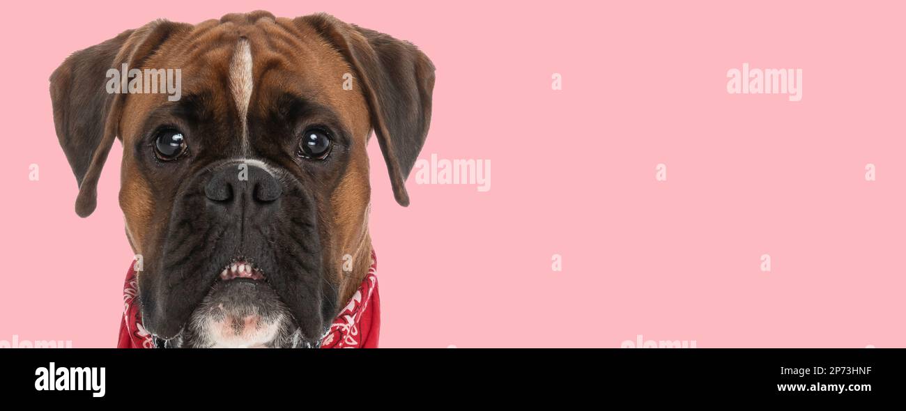 Picture of beautiful boxer dog showing his teeth in an animal themed