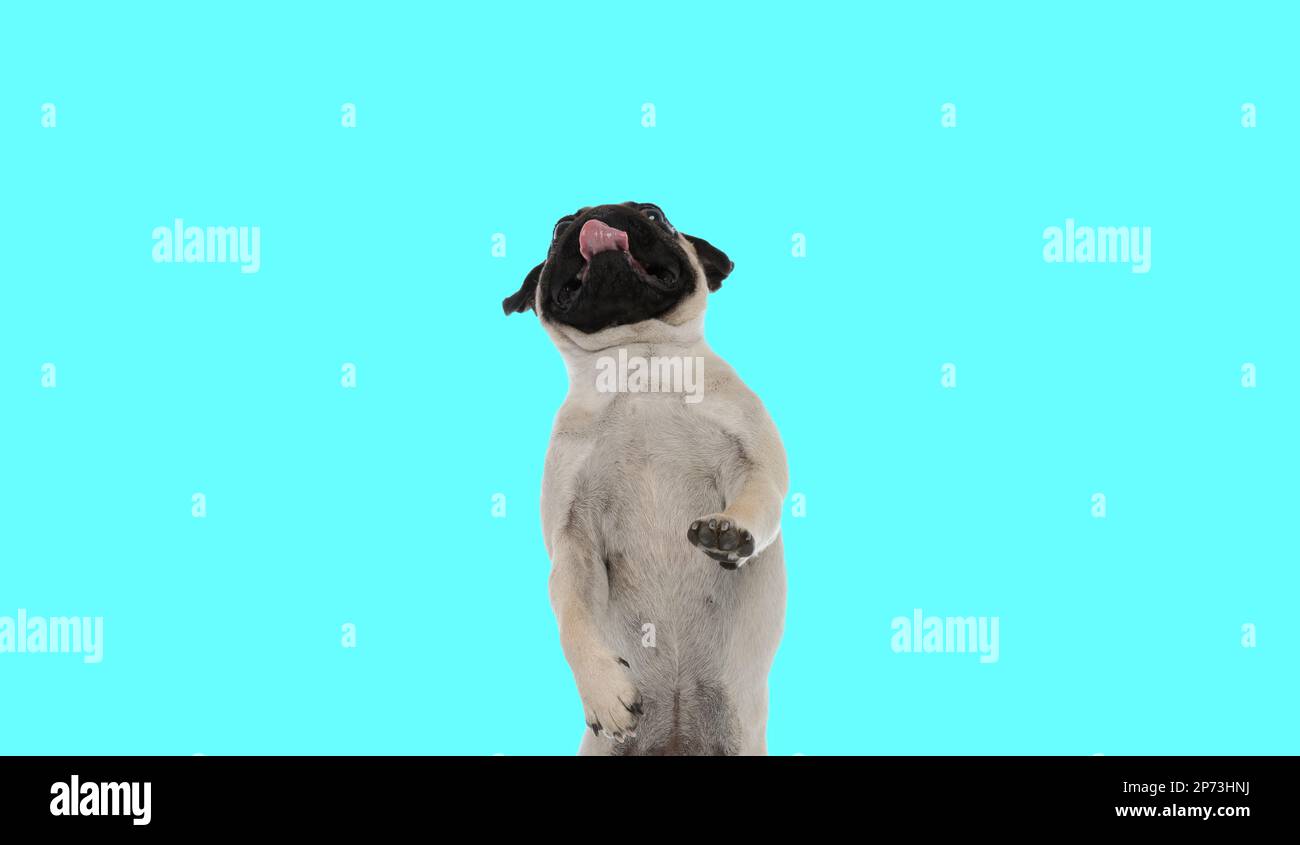 Picture of beautiful pug dog standing on hind legs and panting in an animal themed photo shoot Stock Photo