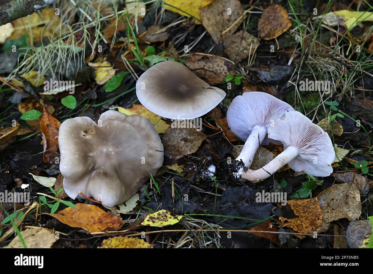 Lepista nuda, known as the Wood Blewit, wild mushroom from Finland Stock Photo