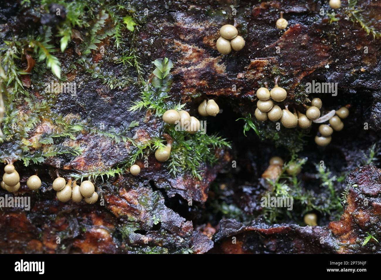 Trichia crateriformis, previoulsy known as  Trichia decipiens var. olivacea, slime mold from Finland Stock Photo