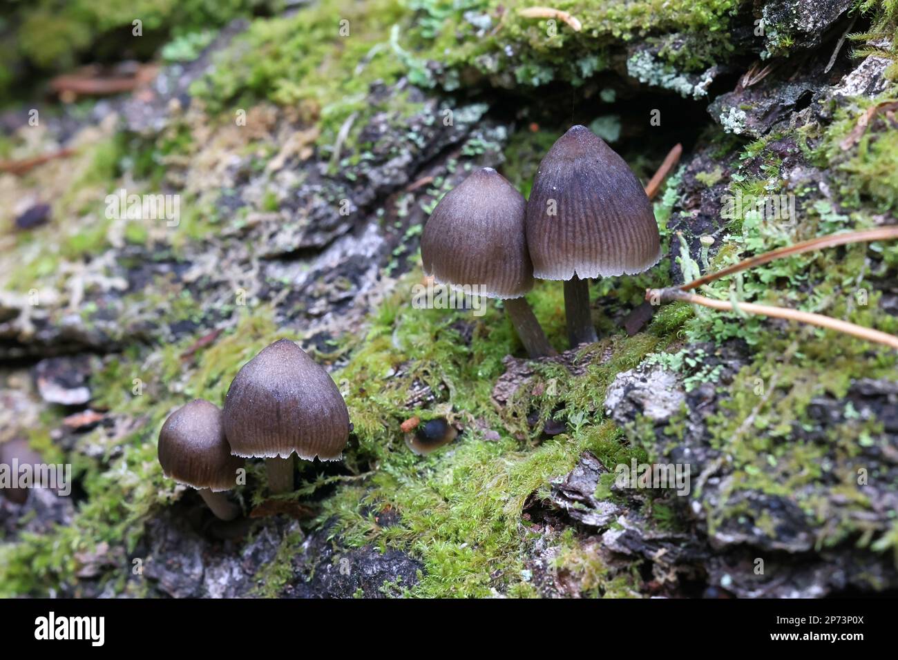 Mycena leptocephala, commonly known as nitrous bonnet, wild mushroom