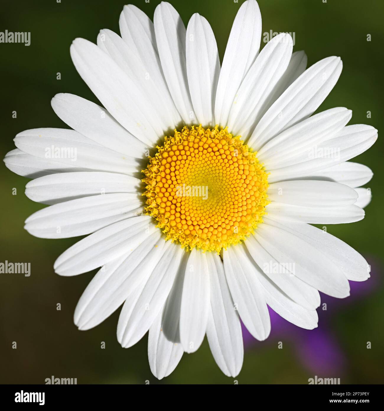 Leucanthemum vulgare, commonly known as the ox-eye daisy, oxeye daisy, dog daisy, wild plant from Finland Stock Photo