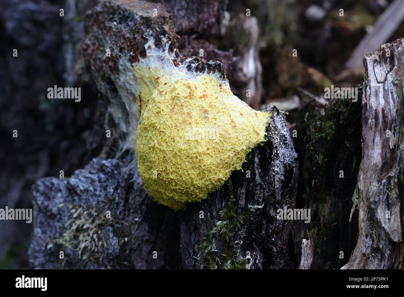 Fuligo septica, a slime mold known as the dog vomit slime mold