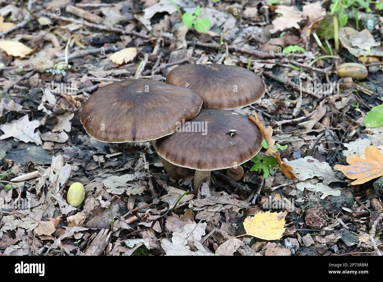 Pluteus rangifer, previously Pluteus cervinus coll., a shield mushroom from Finland, no common English name Stock Photo