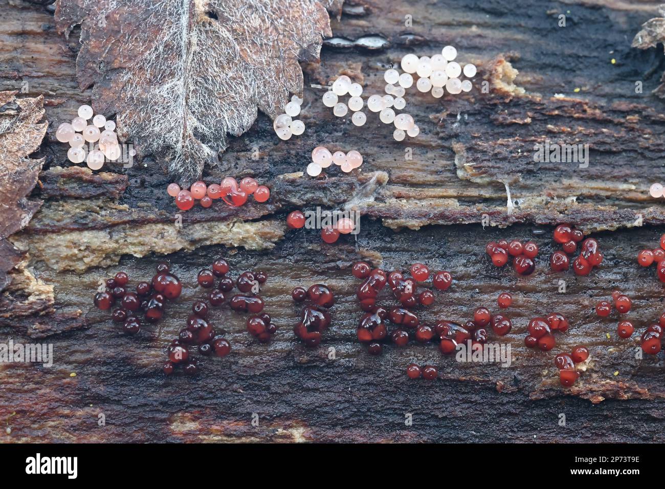Enerthenema papillatum, a slime mold from Finland, no common English name Stock Photo