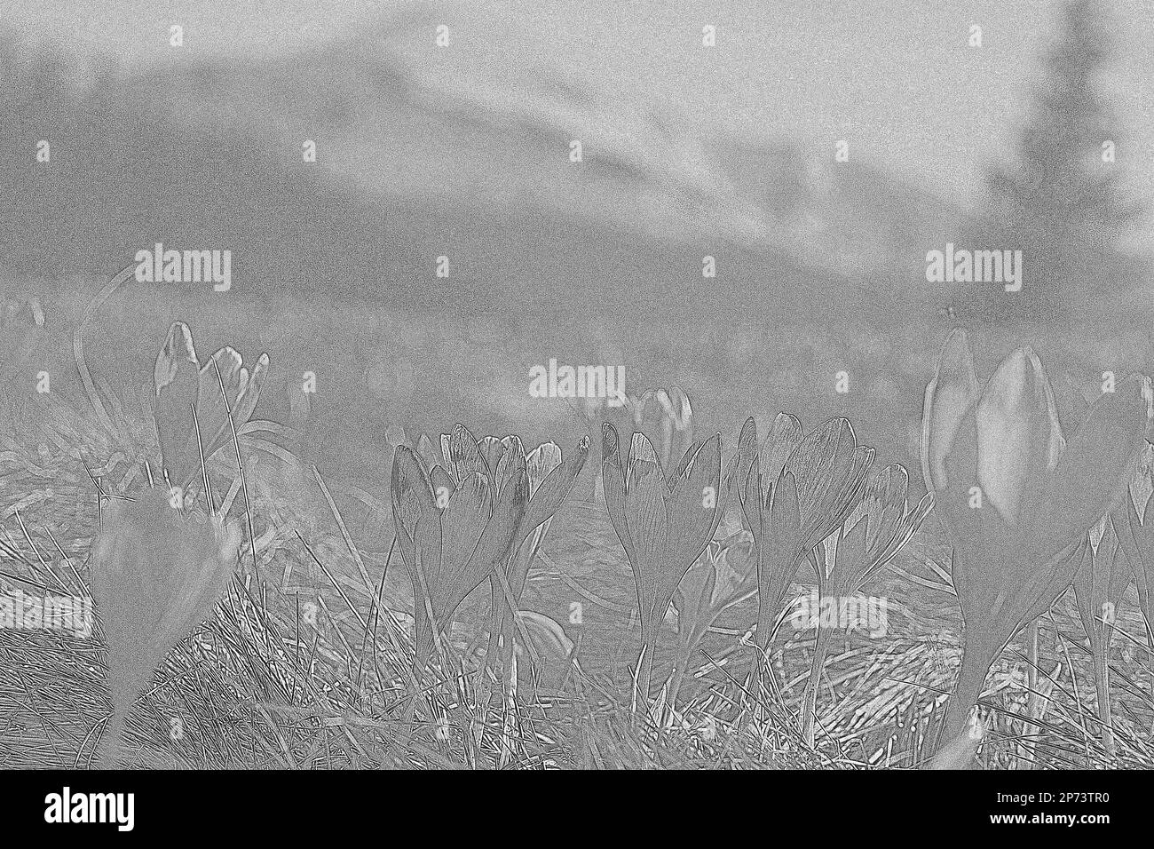 Deep purple perennial flowers in mountains engraving hand drawn sketch. Black and white pencil artwork with granular texture. Photo-realistic drawing Stock Photo