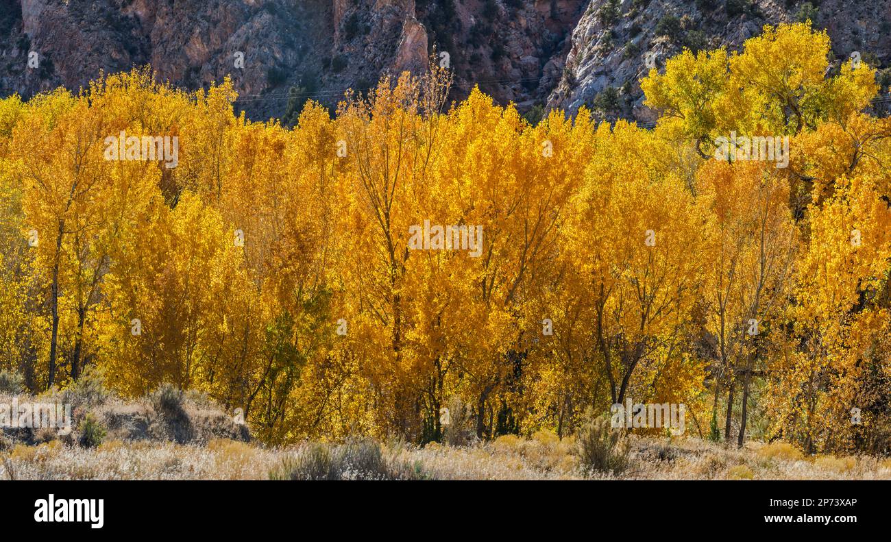 Cottonwood trees in fall foliage, Cottonwood Canyon, Grand Staircase
