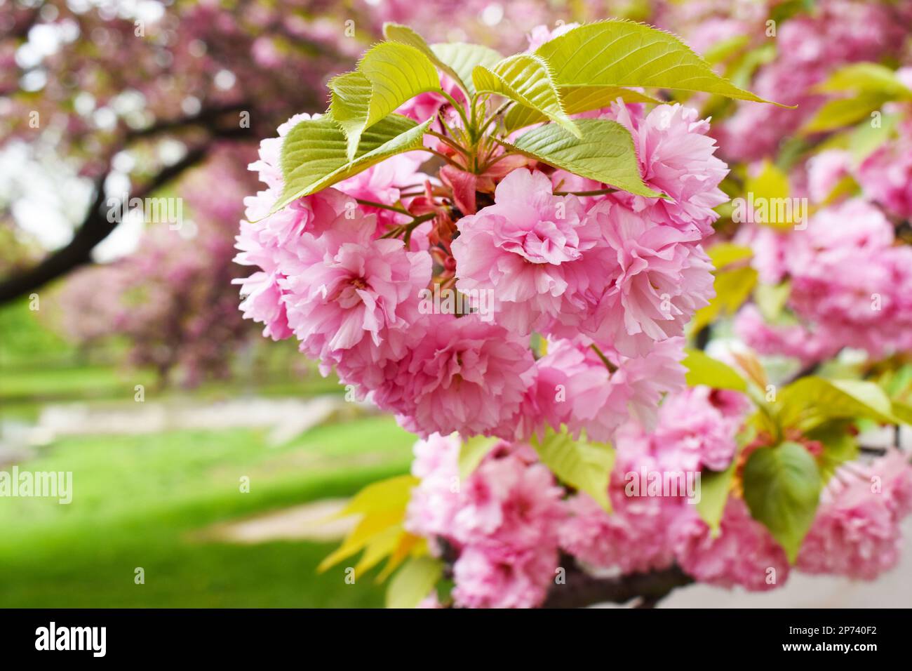 Third ward park cherry blossom hi-res stock photography and images - Alamy