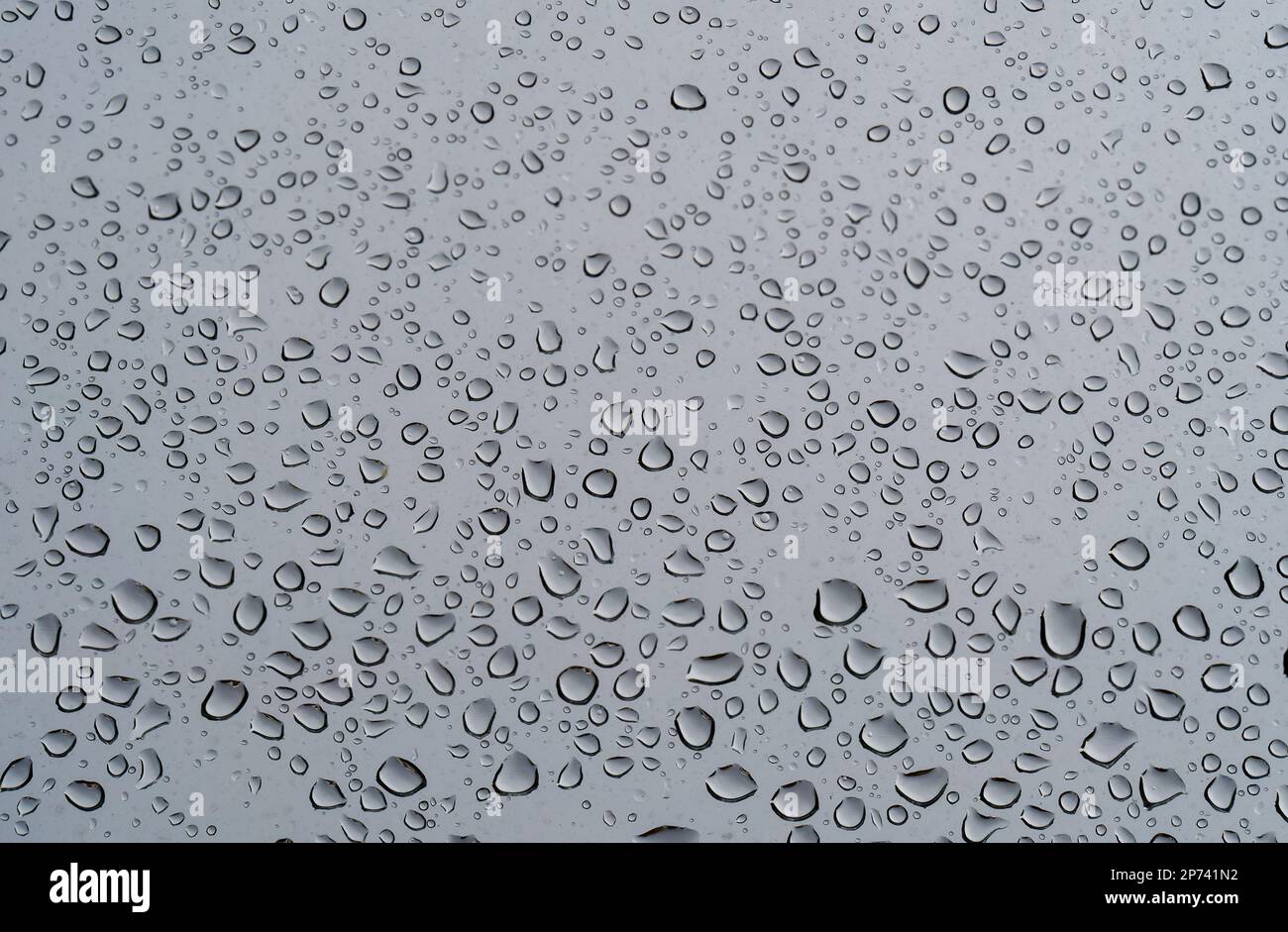 rain drops on a grey background. Stock Photo