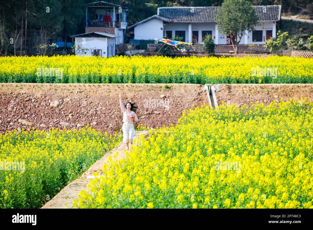 BAZHONG, CHINA - MARCH 7, 2023 - A tourist enjoys rapeseed flowers in full bloom in Bazhong city, Southwest China's Sichuan Province, March 7, 2023. Stock Photo