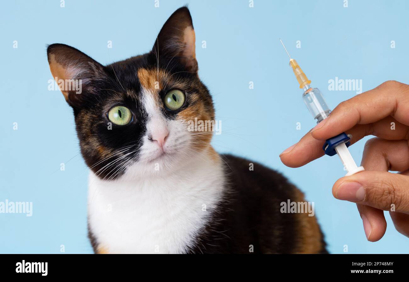 Close up photo of hand holding syringe and cat looking with frightened eyes. Concept of pet vet clinic or periodic vaccination for domestic animals. Stock Photo