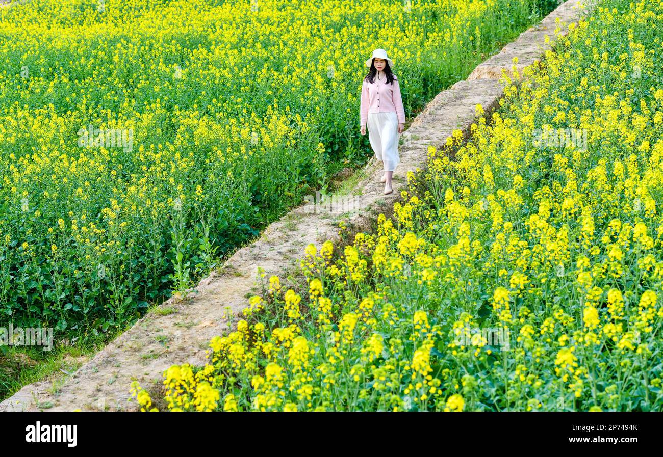 BAZHONG, CHINA - MARCH 7, 2023 - A tourist enjoys rapeseed flowers in full bloom in Bazhong city, Southwest China's Sichuan province, March 7, 2023. Stock Photo