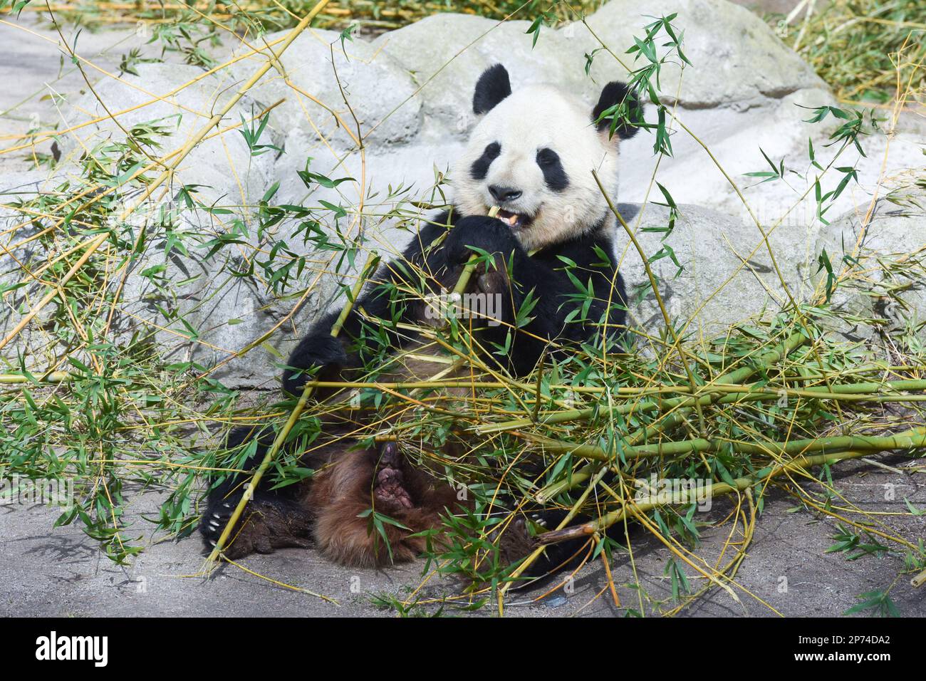 Madrid, Spain. 7th Mar, 2023. Giant panda Bing Xing has a meal at Zoo Aquarium in Madrid, Spain, March 7, 2023. Thanks to close cooperation between Zoo Aquarium and China Conservation and Research Center for the Giant Panda, specialists and staff members managed to breed this extremely rare species in a country far away from its homeland. You You and Jiu Jiu were born to Hua Zuiba and her partner Bing Xing in September, 2021. This giant panda family is cordially deemed a bridge of friendship between Spain and China. Credit: Gustavo Valiente/Xinhua/Alamy Live News Stock Photo