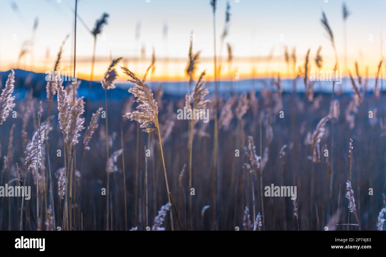 Frozen reed in front hi-res stock photography and images - Alamy