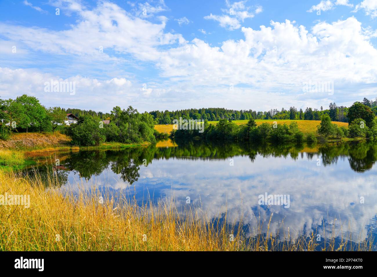 Nature at the Oberer Eschenbacher Teich near ClausthalZellerfeld