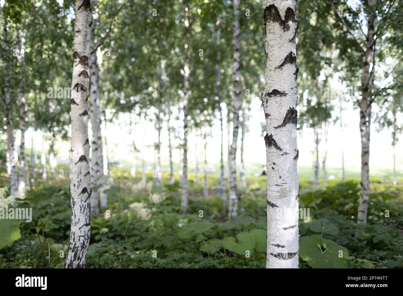 Urban city public artificial birch park in summer tree Stock Photo - Alamy