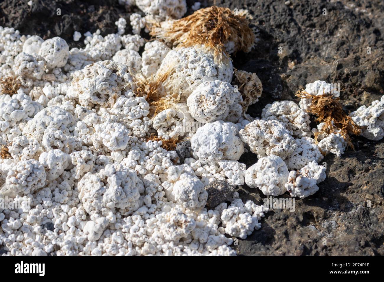 Coast of the Atlantic ocean. Base created of the black lava stones and ...