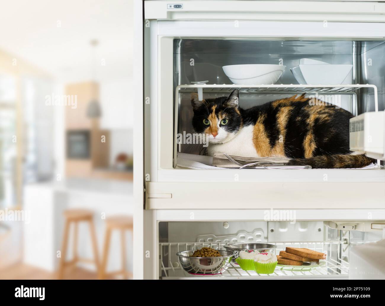 Domestic cat rests in the refrigerator compartment in the house Stock Photo