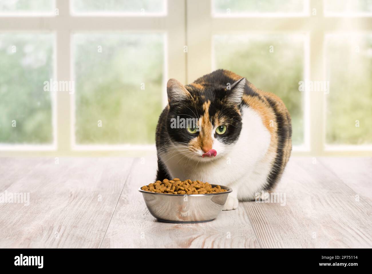 Domestic cat licks its whiskers after eating kibble from the bowl Stock