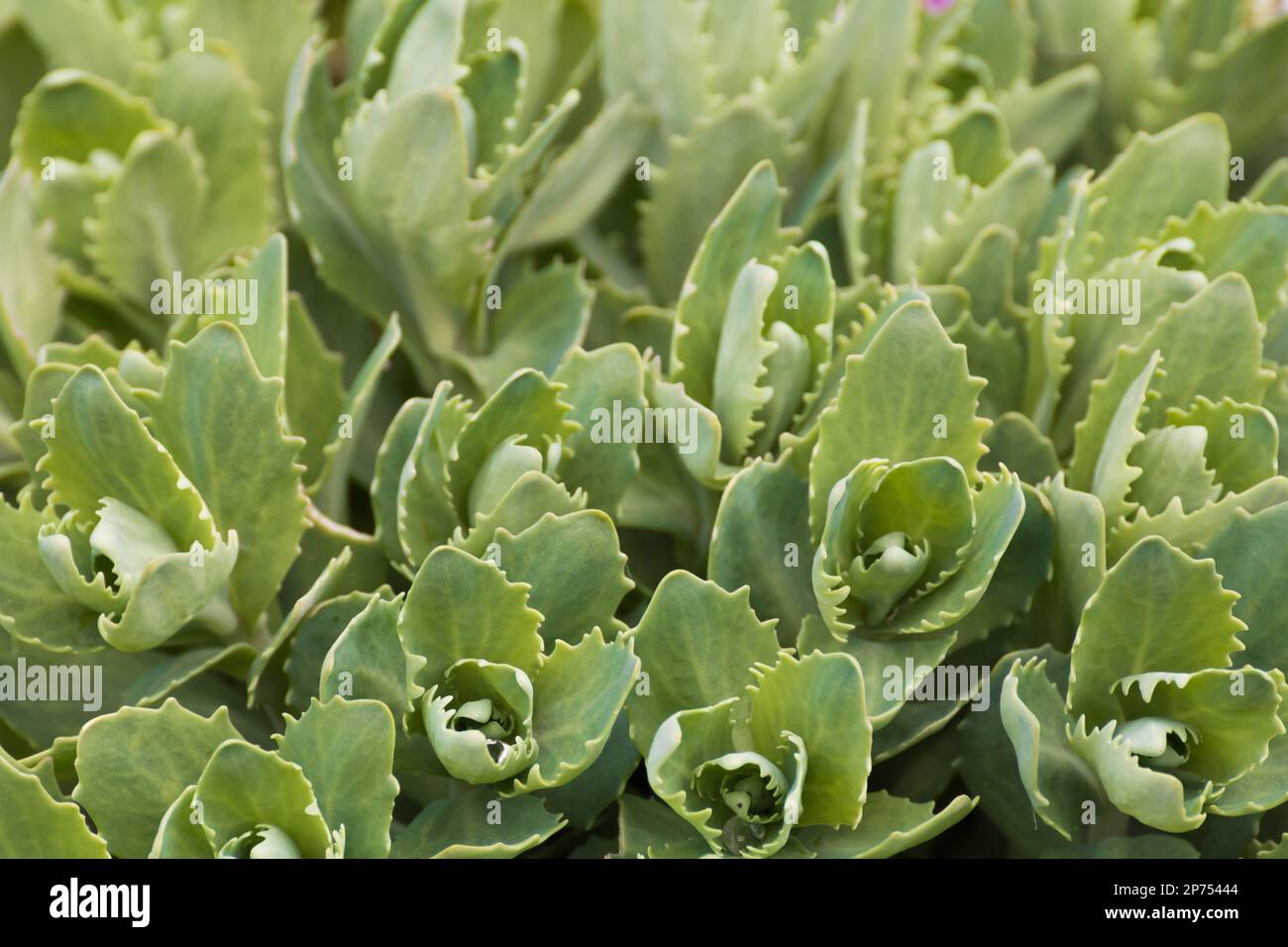 Orpine. Sedum foliage, greenery garden plants at springtime (Sedum telephium) Stock Photo