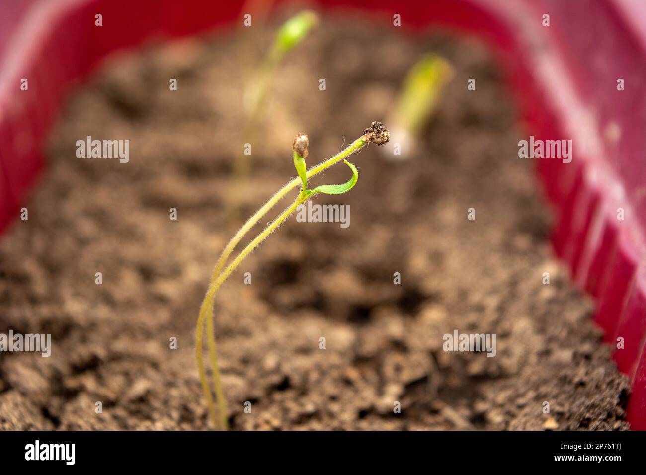 Cherry tomato seedlings begining to sprout in a pot with earth Stock Photo