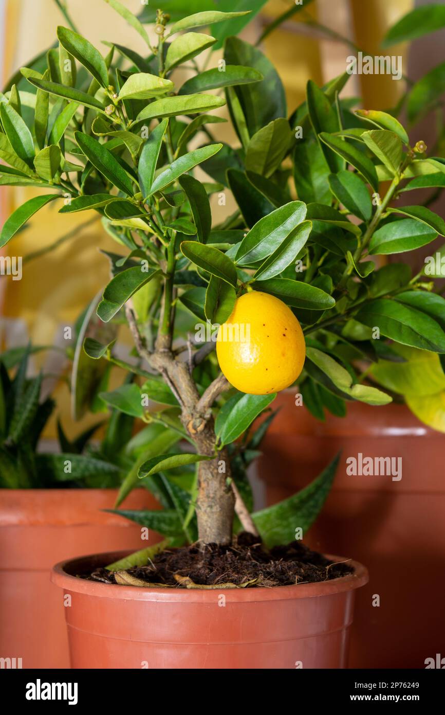 Limequat floridana citrus lemon tree in a small pot. This is a dwarf