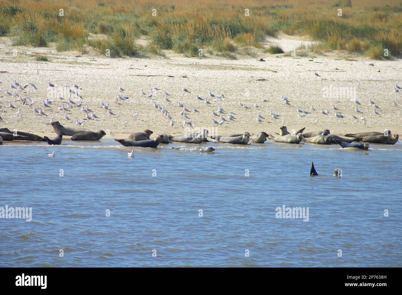 A boat trip from Büsum to common seals and grey seals, North Sea - Germany Stock Photo