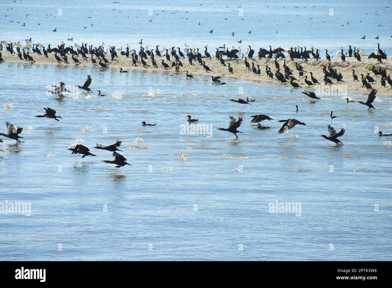 Cormorants and spoonbill birds at the North Sea island Trischen (Friedrichskoog) - Germany Stock Photo