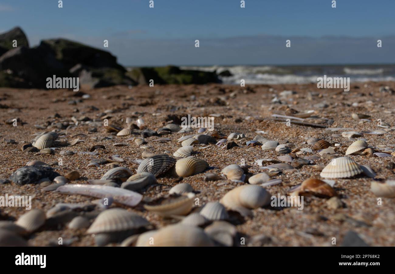 Shells accumulated along the shore on a beach in Normandy Stock Photo ...