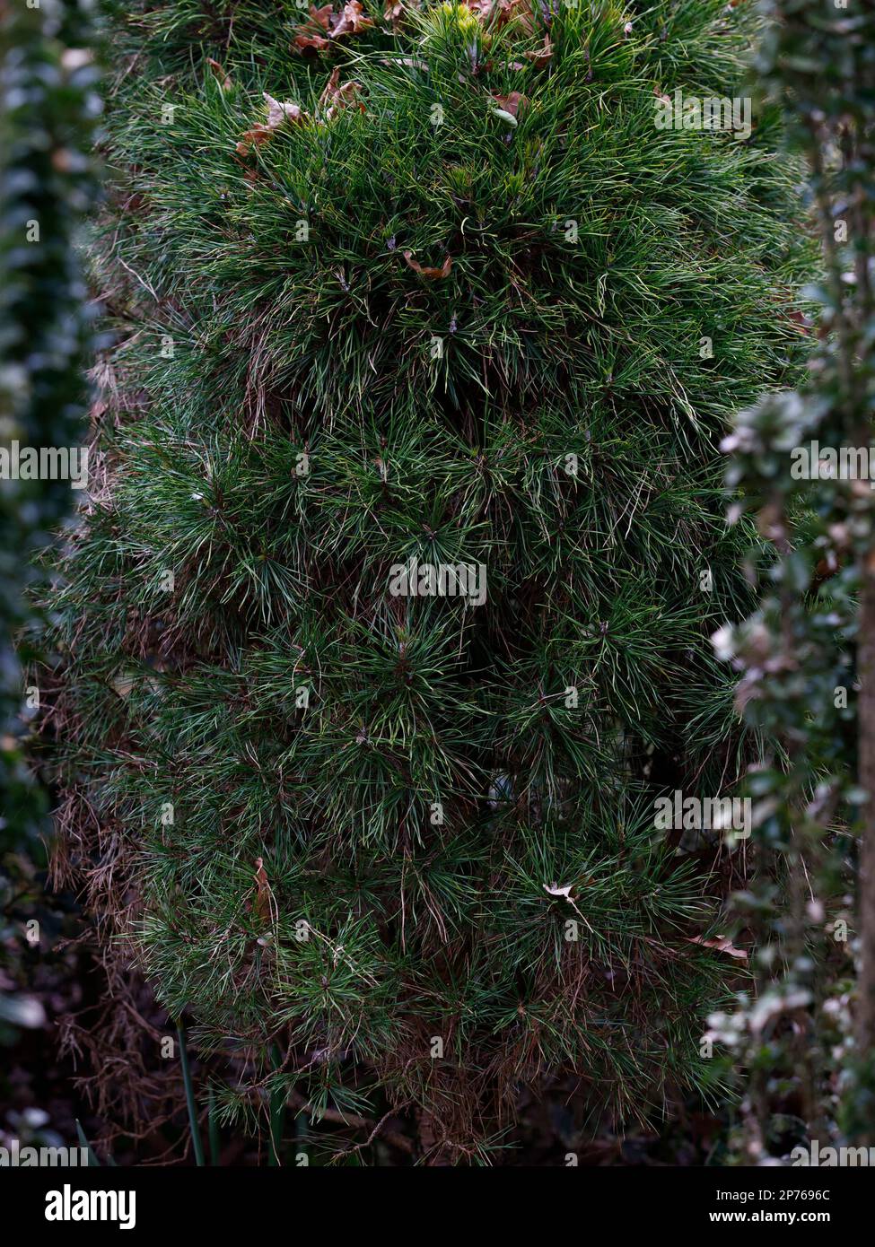 Evergreen conifer pine pinus nigra moseri  in the garden border. Stock Photo