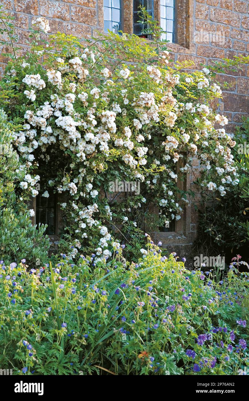 Rambling white roses against a country home Stock Photo - Alamy