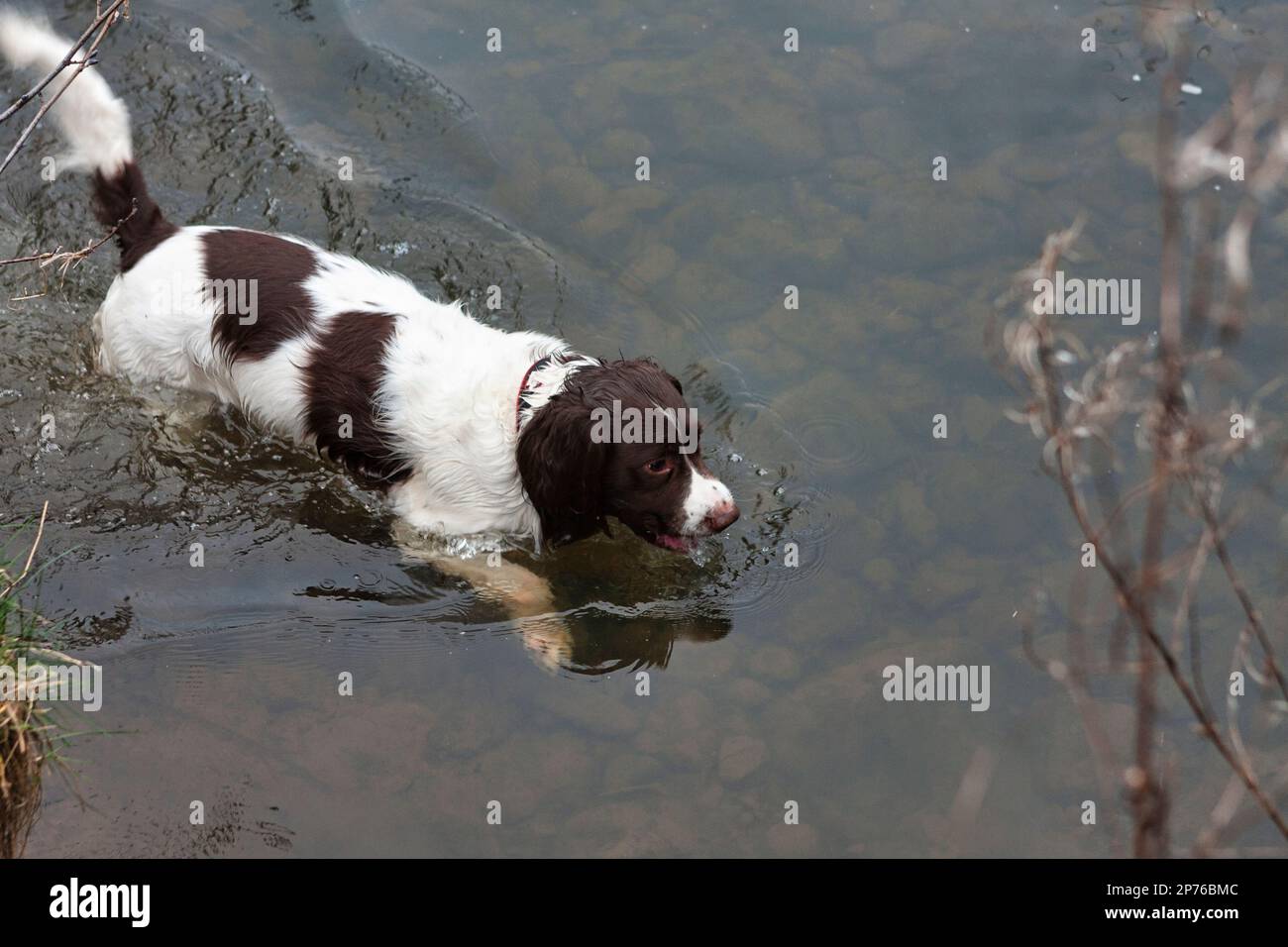 English Springer spaniel Swimming, Trained Gundog Stock Photo
