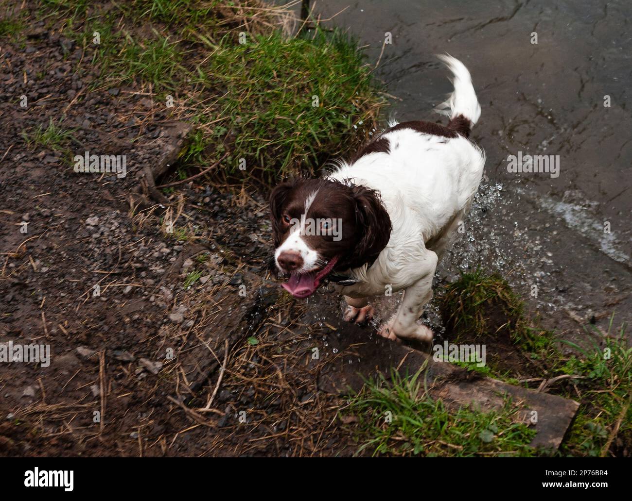 Trained English springer Spaniel climbing out of river Stock Photo